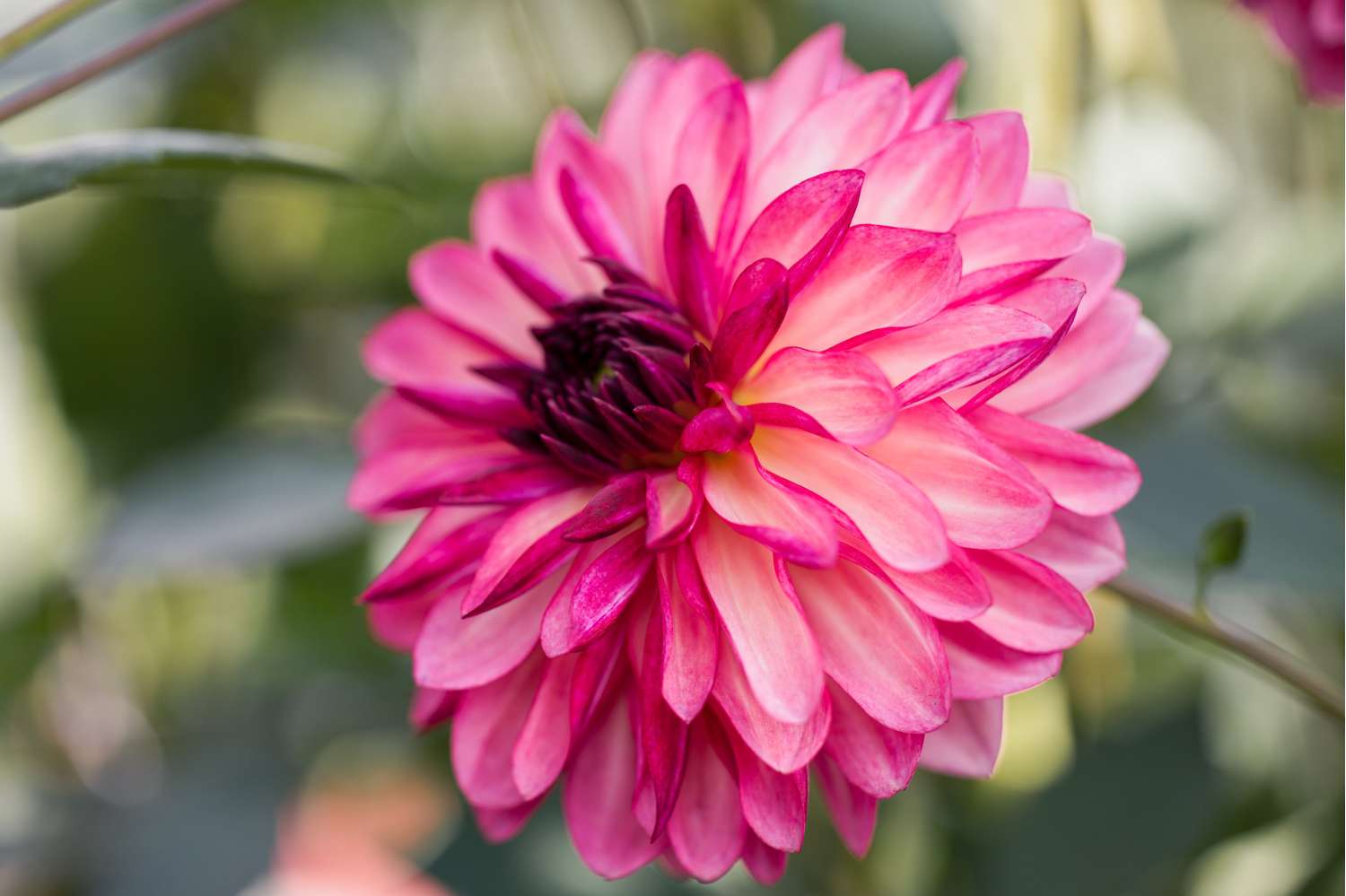 Daalia 'Bacardi'